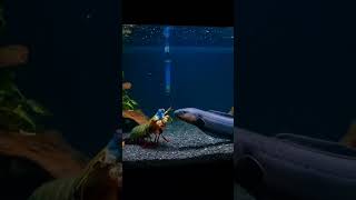 mantis shrimp vs electric eel #sealife #fish #mantisshrimppunch
