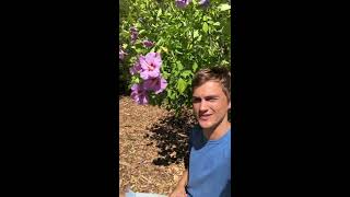 Rose of Sharon - History and Use in the Garden