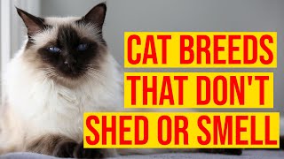 10 Cat Breeds That Don't Shed Or Smell/ All Cats