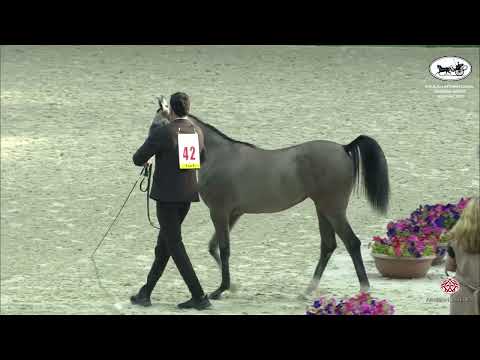 N 42 MANAR AL ZOBAIR   Sharjah International Arabian Horse Festival 2022   Yearling Fillies Section