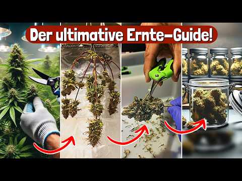 Ernte von A-Z: Ernten, Trocknen, Trimmen & Curing leicht erklärt!