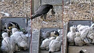 367 Collins Falcons~😍 Great feeding by booth parents!~3:50 pm 2026/10/17