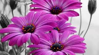 * * *    Engelbert Humperdinck  - Three Little Words   * * *