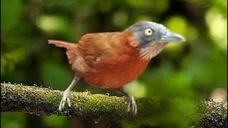 Download lagu TEPUS KEPALA ABU GACOR NYIUL NGEBREN !! UNTUK PANCINGAN BAHAN mp3