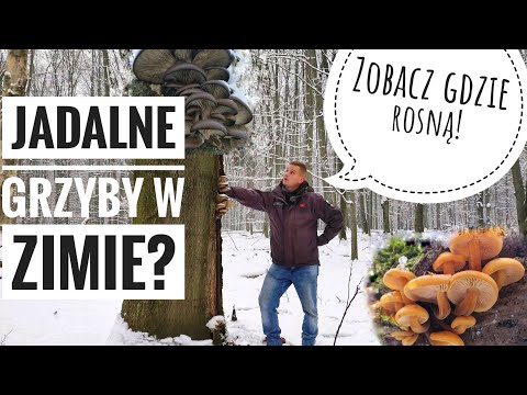 Jadalne grzyby w Zimie i wiele innych ciekawostek (4K)