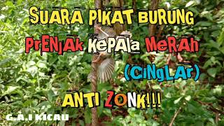 Download lagu 🔴SUARA PIKAT BURUNG PRENJAK KEPALA MERAH/(CINGLAR) AMPUH ANTI ZONK!!!||G.A.I KICAU mp3