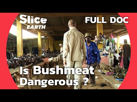 Wildlife Viruses in Gabon: The Hidden Risks of Bushmeat Consumption | SLICE EARTH l FULL DOCUMENTARY