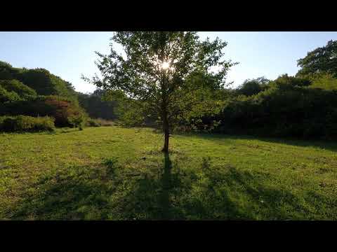 Crickets Sound and birdsong, The Rustle of Grass   12 hours of Nature Relax