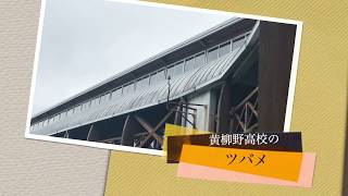 黄柳野高校のツバメ