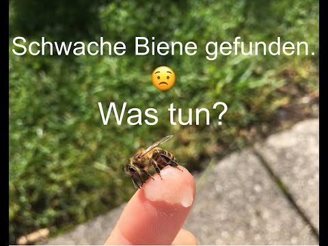 , title : 'Schwache Bienen füttern?'