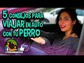 5 CONSEJOS PARA VIAJAR EN AUTO CON TU PERRO