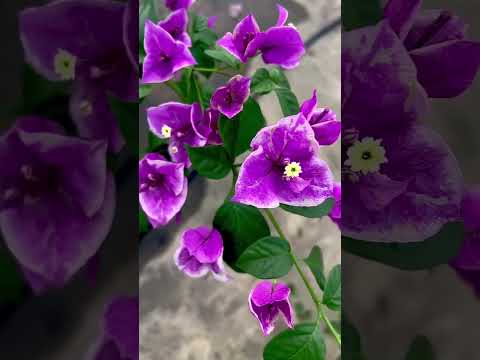 Top 10 Rare Bougainvillea Collection/ Bougainvillea plants