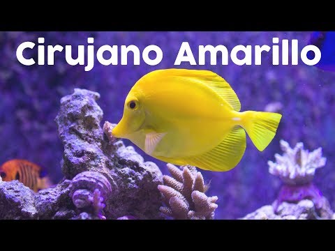 download lagu mp3 mp4 Flavescens, download mp3 Flavescens free downloadn, video klip Flavescens