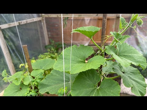 My electro culture experience and how it’s going. #electroculture #results #comparison #method