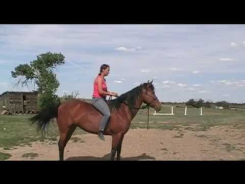 YouTube video about: How to train your horse to rear?