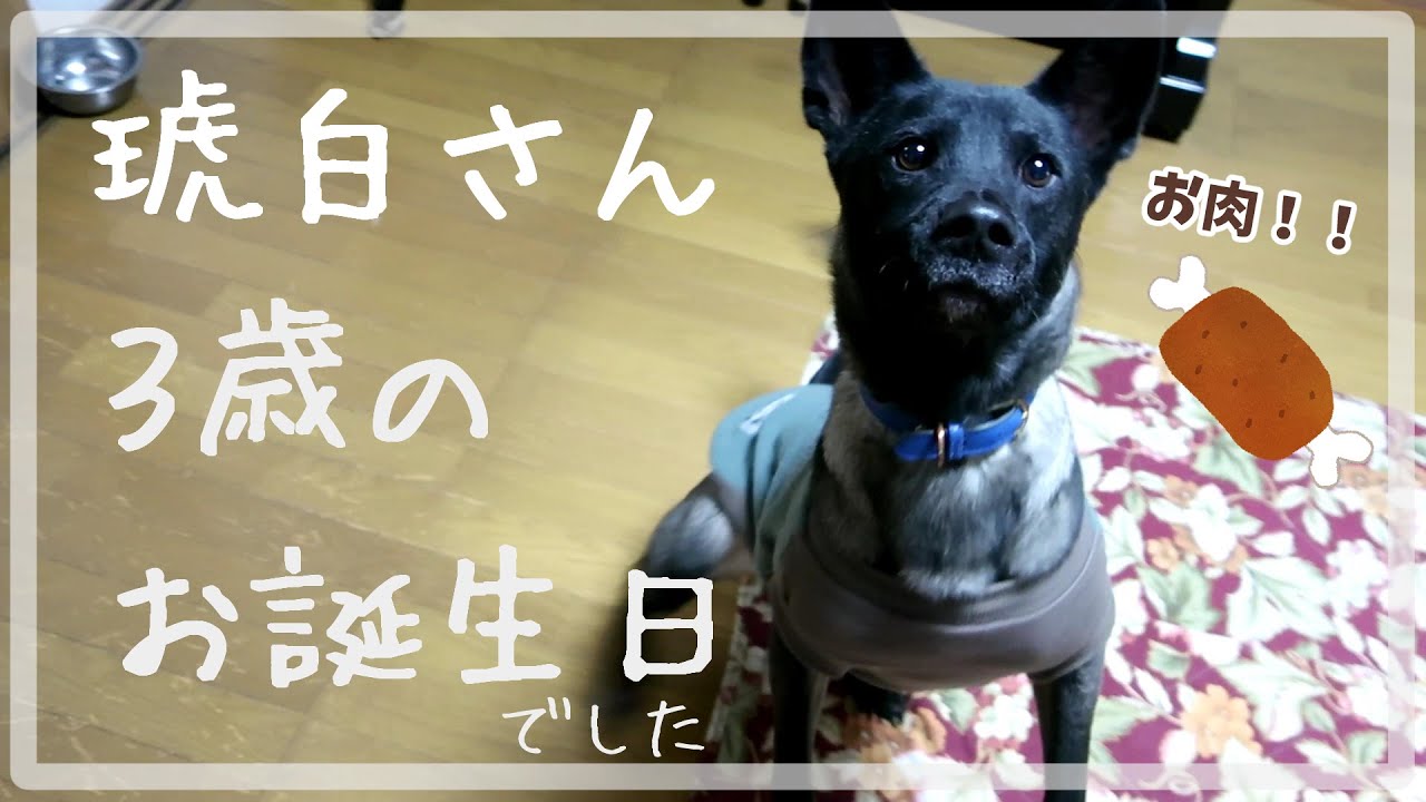 琥白さん３歳になりました