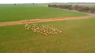 'Heathlea', Coolamon - SOLD