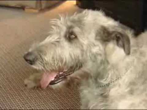 Wolfhound goes wild at posh hotel