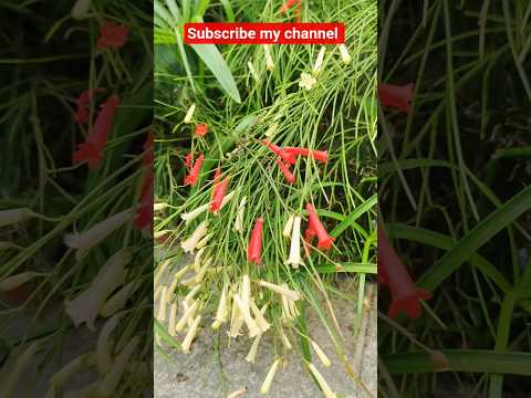 a beautiful view of garden #nature #gardening #flowers #srijanwithjayshree
