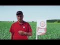 Пшениця озима Колонія - 1 Репродукція