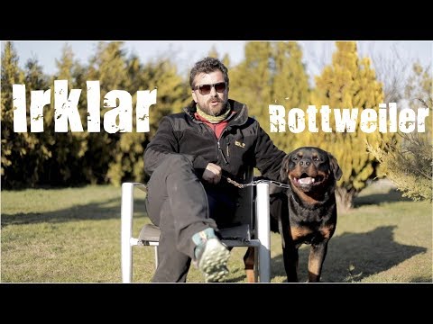 Rottweiler Sahiplenme 2025: İlanlar, Fiyat ve Bakımı