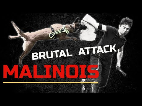 Belgian Malinois in a brutal long attack with Viorel Scinteie !!!