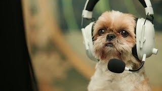 Razer BlackShark V2 Pro | Alliance