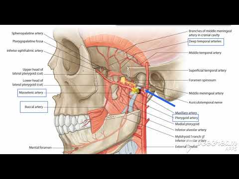 Maxillary artery 3