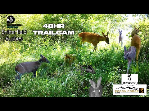 48hr Trailcam, Snitterfield Bushes, Warwickshire Wildlife Trust - Browning Recon Force HP5