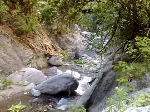 VACCA ...Kingston Town