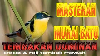 Download lagu Terbaru Masteran Burung Tembakan Kasar Isian Lomba... mp3