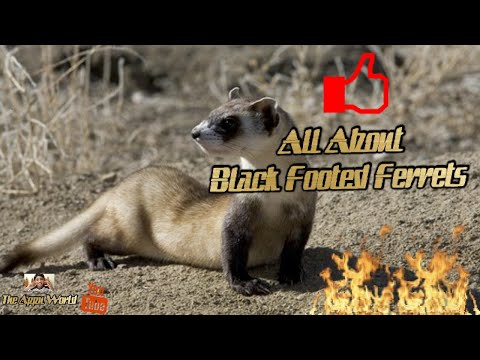 , title : 'All About Black Footed Ferrets||THE APPU WORLD