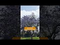 Hate Jacaranda Trees? Here's Who to Blame | SoCal Wanderer