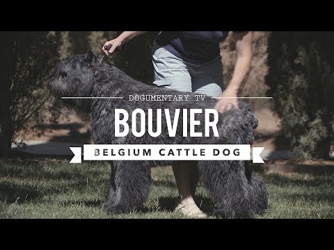 ALL ABOUT BOUVIERS DES FLANDRES