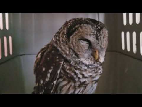 Barred owl. 'Dalton'  020318 HBC Hyphema OD