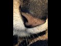 Veterinarian Talks About Oral Tumors in Dogs and Cats