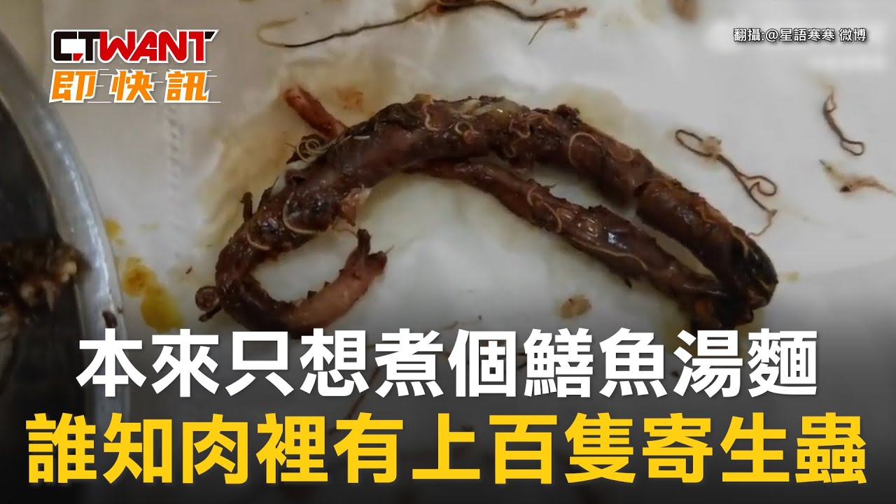 圖說-本來只想煮個鱔魚湯麵　誰知肉裡有上百隻寄生蟲