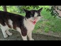 Cute Tuxedo Cat That Looks Great When It Meows