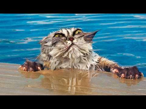 ЗАБАВНЫЕ ВСТРЕЧИ ЖИВОТНЫХ С ВОДОЙ!