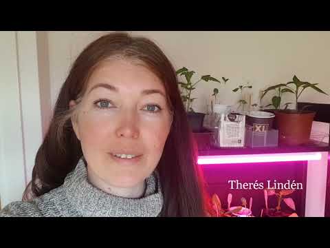 Omplantering av plantor i april, så kål och en dag på gården.