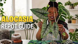 Alocasia Semi Hydroponics Repotting: Wick Method and What To Avoid