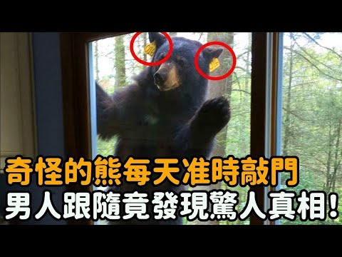 這只奇怪的熊每天准時敲門，男人不解決定跟隨，隨後竟發現驚人真相！