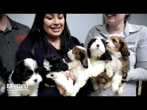 Kennel Tour 140