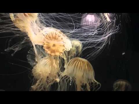 Japanese Jellyfish:  Karin Okada, Composer
