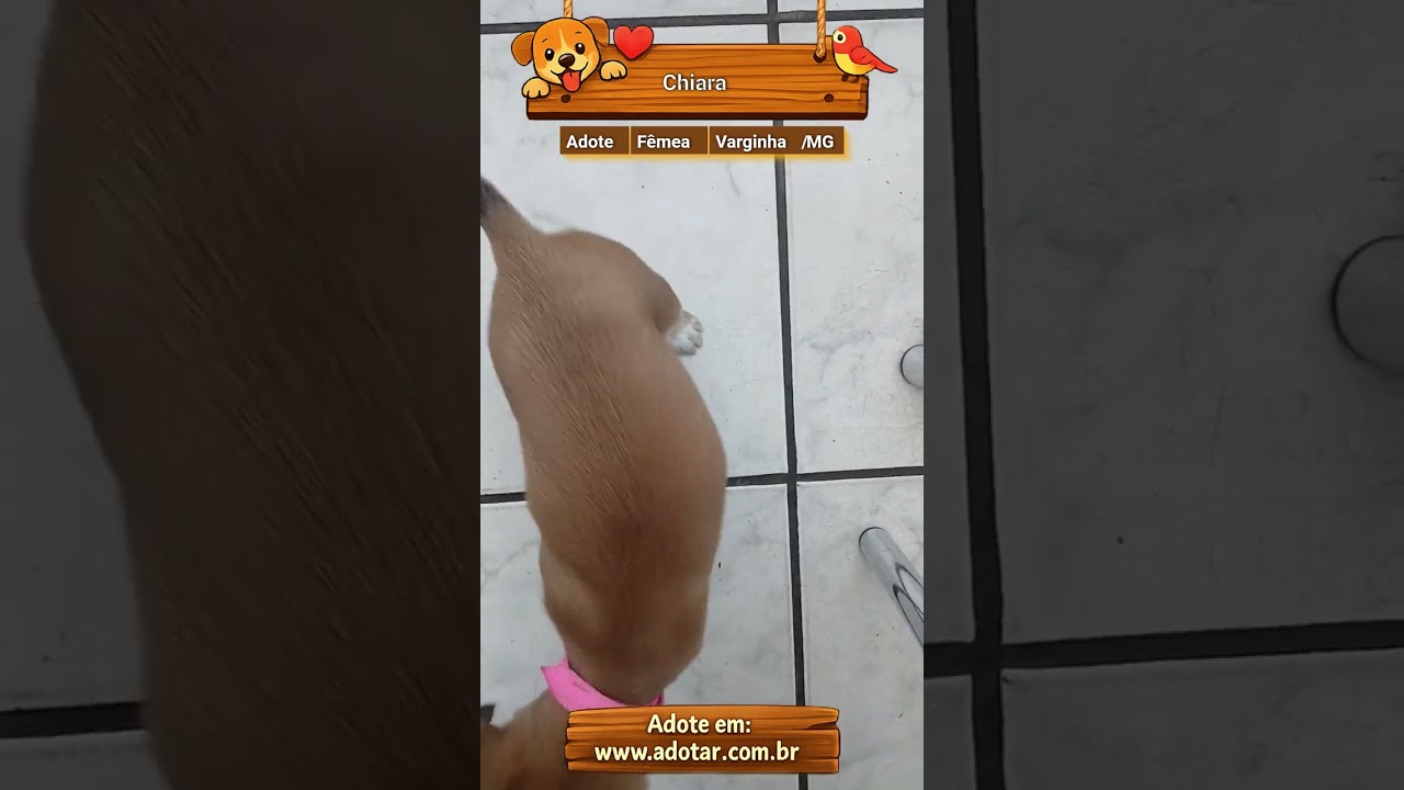 Cachorro raça SRD-ViraLata idade Abaixo de 2 meses nome Chiara