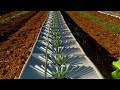 After Israel Invented This Technique It Became A Leader In Agriculture Netherlands Shocked