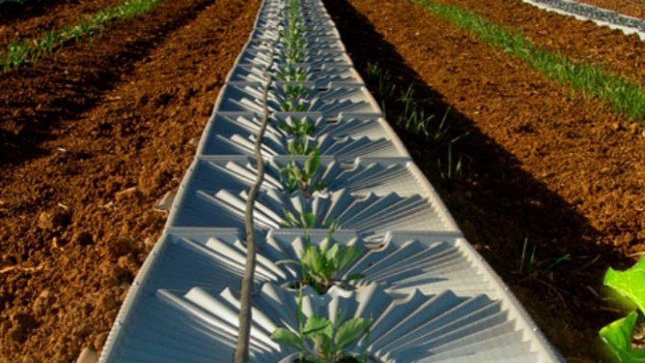 After Israel invented this technique, it became a leader in agriculture. Netherlands shocked.