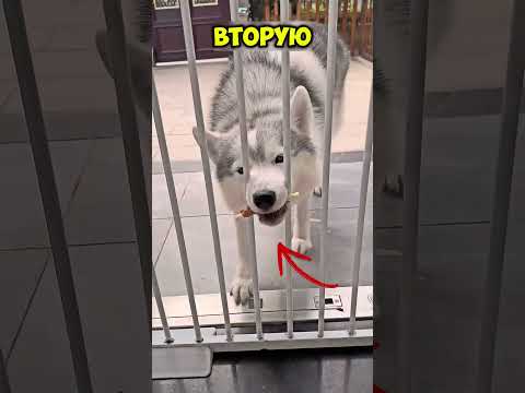 Какая собака умнее? Тест с лакомством!