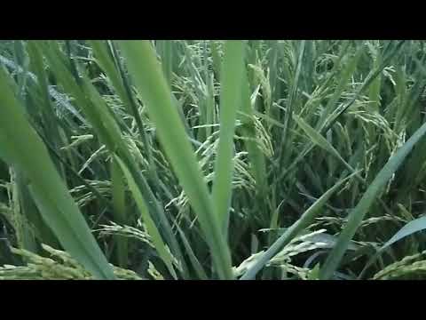 FRUITS OF RICE/ Rice Plantation/ Teacher Sarah Jane E. Sausa Jimenez De Luna