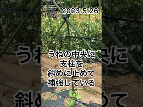 キュウリを育てるかどうか？キュウリをもっと増やすにはどうすればいいですか？  庭園